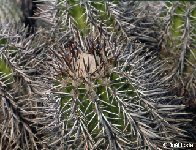 Copiapoa taltalensis ssp rupestris -024.jpg